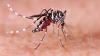 Israel recorded its first case of West Nile fever this year