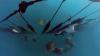 Trieste, sightings of bull rays: unique case in Mediterranean, but they threaten mussel farms