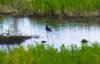 7/16/26 – CALL FOR PROPOSALS FOR COMMUNITY-BASED RESTORATION OF HAWAI‘I’S FORESTS, WATERSHEDS, AND WETLANDS