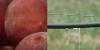 Virginia drought strains local farms, water supplies