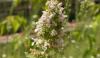 Homegrown Catnip Lotion Proves to Be An Effective Mosquito Repellent in Rural Uganda