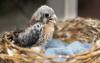 Think Wild and Central Oregon Community College Launch Fall Wildlife Speaker Series