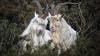 Textile Exchange Releases Data On Cashmere Farming in China and Mongolia