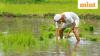 Monsoon set to revive in northwest India, boosting kharif sowing prospects