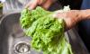 Taylor Farms announces huge lettuce recall after being linked to 'diarrhea parasite' outbreak
