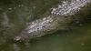 Israeli officials plan to add crocodiles around prison holding Palestinians