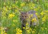 Colorado wildlife commission rejects proposal to ban sale of fur  
