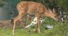 Poor air quality in Delaware County sparks health concerns for wildlife