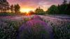 Washington State Ferries warns of delays as Sequim Lavender Festival boosts weekend travel