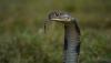 Assam’s Bodoland Records High Human-Snake Interface; Ethical Rescue Initiative Launched