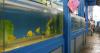 Honolulu could follow other county councils in calling for aquarium fishing ban
