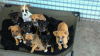 Cape Town’s dog adoption crisis: TEARS Animal Rescue appeals for help