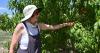 Harvest Heroes helps Treasure Valley veterans grow through farming