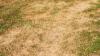 Gardeners warned not to water brown lawns during heatwave
