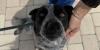 Pet of the Week: Meet Louie, a Loving Australian Cattle Dog Looking for a Forever Home