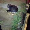 Feeding of wildlife leading to increased bear conflicts in Red Lodge area
