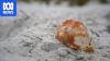 'Nature needs them more': Scientists warn against taking shells home