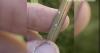 Invasive pasture mealybug spreads across Texas, raising concerns for ranchers