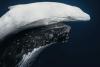 One of the world's rarest animals has been caught on camera – and the photo is extraordinary