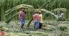 India has adequate sugar stocks, no basis for speculation: ISMA, NFCSF