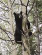 Alaska state legislator chases bear away from fellow lawmaker outside state Capitol