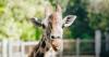 Auckland Zoo euthanises it's matriarch giraffe as Orana farewells otter