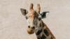 Auckland Zoo euthanises ageing giraffe matriarch Rukiya