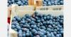 Report highlights biosecurity risks of blueberry imports to New Zealand