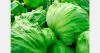 Taylor Farms removes all iceberg sourced from Central Mexico