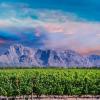 South African wine tackles changing times