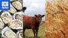 City investors buy shares in oysters, cows and bumper crops