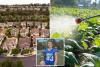 Ritzy SoCal city rocked by rare cancer outbreak suspends use of chemical landscaping products