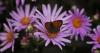 How Arizona Homeowners Can Build A Pollinator Corridor