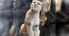 Resilient Little Rascal: New Zoo Idaho cougar kitten that survived deadly disease receives name at special ceremony