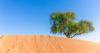 Could the UAE's national tree hold the secret to youthful skin?
