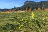 Dream job on Salt Spring: Canada’s only commercial olive farm up for auction