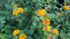 Are invasive plants taking over your Florida garden? Learn to ID them 
