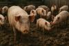Minister says emergencies declared over African swine fever