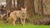 Las Vegas homeowner shares video after coyotes leap 8-foot fence, kill 20 backyard chickens