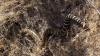 Oregon hikers warned after 3-foot rattlesnake silently slithers by Smith Rock trail