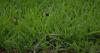 Pasture mealybug: Grass-eating pest spreads to 16 Florida counties 