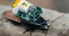 Cyborg cockroaches go amphibious ... thanks to a new diving suit