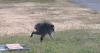 Who is 'Jimothy'? Why a Seattle racoon has gone viral