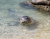 BBC Spotlight on Gyaros, an Isle of Exile That’s Now a Haven for the Monk Seals