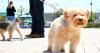 Santa Maria car show, donation drive aims to support Santa Barbara Humane