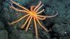 A strange bioluminescent starfish lives at depths of nearly 1,000 metres in Norway's longest fjord
