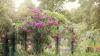 The 60-Second Tying Trick Gardeners Swear By for Twice as Many Rose Blooms
