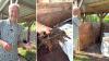 Gardening expert says you've probably been throwing away these weeds for no reason