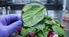 Region Health Officials Keep Tabs On Food Parasite