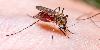 European airport issues urgent warning after stowaway mosquito sparks life-threatening disease outbreak